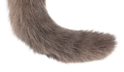Cat's tail isolated on transparent background. Close-up
