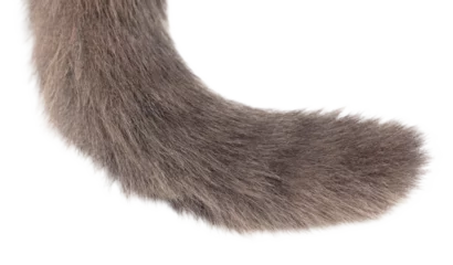 Fotobehang Cat's tail isolated on transparent background. Close-up © schankz