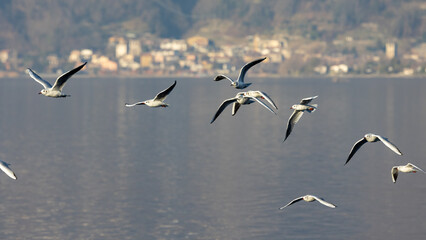 Gabbiani in volo - lago di Como