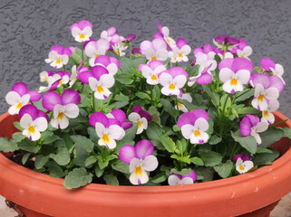 colorful blooming pansy flowers in the pot