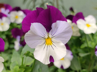colorful blooming pansy flowers in the pot