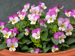 colorful blooming pansy flowers in the pot