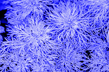 Pflanzenstrukturen, farblich bearbeitet.