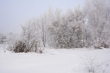 Beautiful forest covered snow and hoarfrost in frosty and snovy winter.