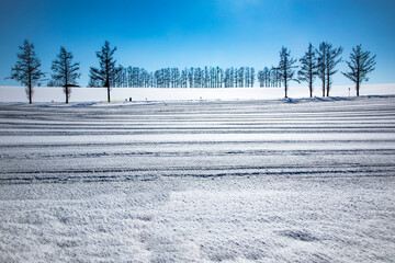 マイルドセブンの丘