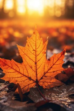 A leaf laying on the ground in front of the sun. This image captures the beauty of nature and the warmth of the sunlight.