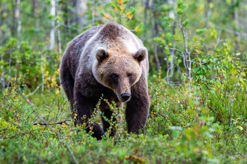 Fototapeta premium brown bear in the woods