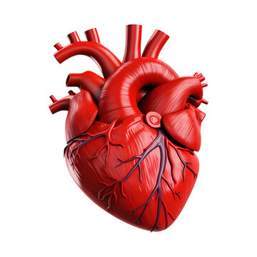 3D Rendering of a Human Heart on Transparent Background - Ai Generated