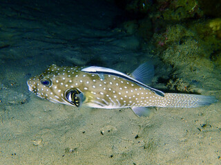 Fototapeta premium White spotted pufferfish and sharksucker fish. Sharksucker on the back of a white spotted pufferfish underwater at night.