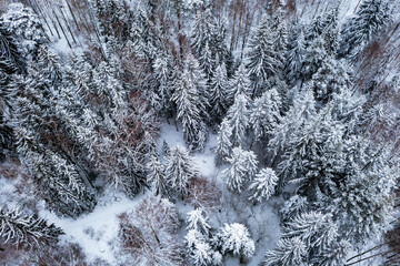 snow covered trees