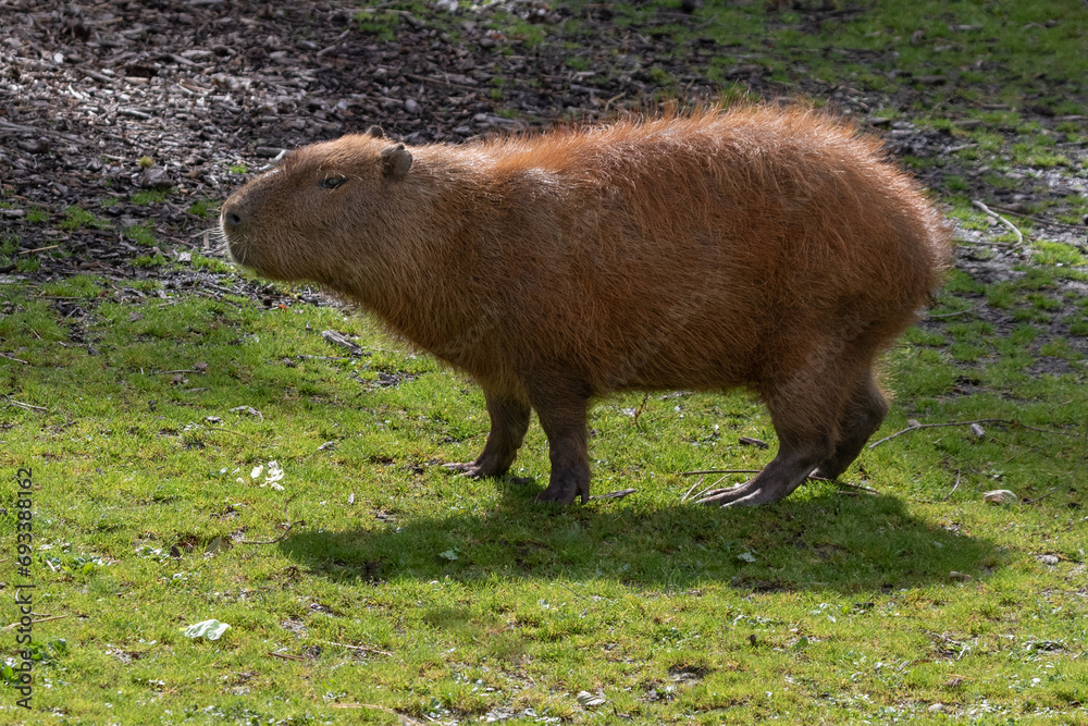 Aufkleber A photograph of a capybara. It shows the full animal with space for text around it. This rodent is the largest in the world. It has back lighting.