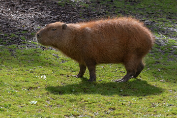 A photograph of a capybara. It shows the full animal with space for text around it. This rodent is the largest in the world. It has back lighting. - 693388162