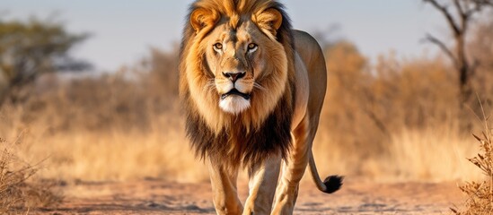 Front view of a male African lion with a black mane in the Kgalagadi Transfrontier Park, South Africa; species: Panthera leo, family: Felidae. - obrazy, fototapety, plakaty