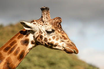 A close up profile portrait of a giraffe. It shows the head and top part of the neck and there is space for text around the animal - 693390134