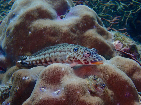 Spothead Grubfish (Parapercis clathrata) on a coral. Long Spothead Grubfish lies on hard coral underwater.