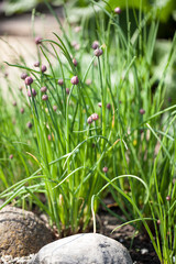 Schnittlauch Knospen