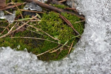 green moss covered with snow
