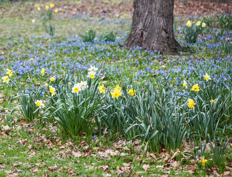  Narzissen und Blaustern Wiese 
