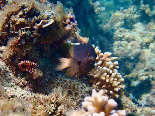 Small tropical fish on a coral reef. A small black fish against a background of corals underwater.