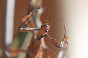 A captivating portrait of Extatosoma tiaratum showcases its intricate leaf-like morphology and...