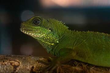 A captivating profile portrait of a Chinese Water Dragon (Physignathus cocincinus) reveals its graceful form and vibrant coloring. With attentive eyes and glistening scales