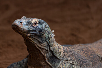 A majestic portrait of the Komodo Dragon (Varanus komodoensis) captures the imposing presence of this magnificent reptile. 
