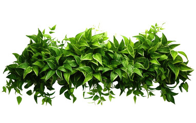 Obraz premium Lush Greenery Decorating with Natures Hues on a White or Clear Surface PNG Transparent Background