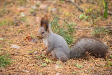 Naklejka na ściany i meble Red squirrel in the park in autumn