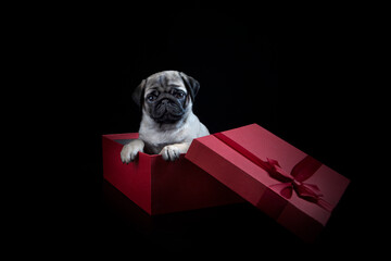 A dog as a gift for the holiday. A cute pug is sitting in a red box. A box with a lid. Space for...