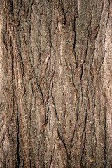 tree trunk tree bark closeup in nature