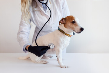 Female veterinarian with the help of a stethoscope examines the jack russell dog in clinic, health...