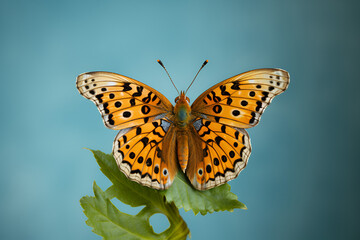 Obraz premium Painted Lady Butterfly on Leaf