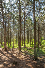 Obraz premium Forest at The Wichita Mountains National Wildlife Refuge
