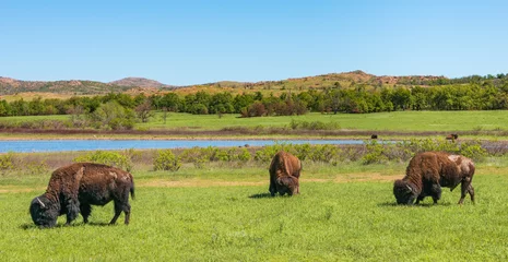 Foto op Canvas Bison Bellows at The Wichita Mountains National Wildlife Refuge © Zack Frank