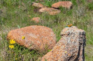 Fototapeta premium Colorful Collared Lizard at The Wichita Mountains National Wildlife Refuge
