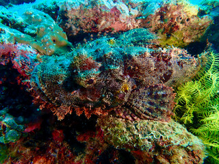 Naklejka na ściany i meble Scorpionfish on a coral reef. The scorpionfish camouflages itself to match the color of the coral reef. The fish is on the hunt, hiding in ambush.