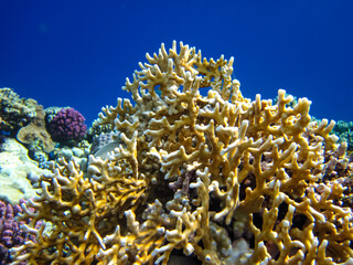 Fototapeta na wymiar Beautiful corals in the coral reef of the Red Sea