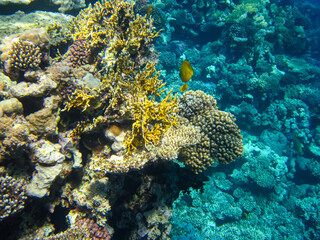 Beautiful corals in the coral reef of the Red Sea