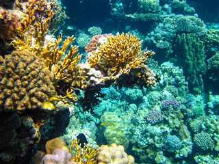 Obraz na płótnie Canvas Beautiful corals in the coral reef of the Red Sea