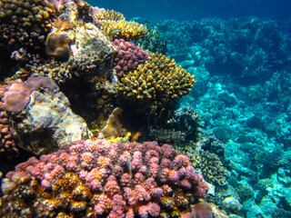 Beautiful corals in the coral reef of the Red Sea