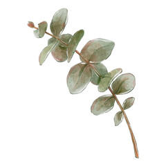 Watercolor eucalyptus branches. Botanical hand drawn illustration. Design element for wedding invitation, greeting card, cosmetic packaging. Isolated