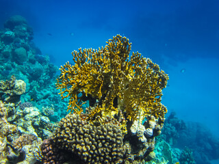 Beautiful corals in the coral reef of the Red Sea