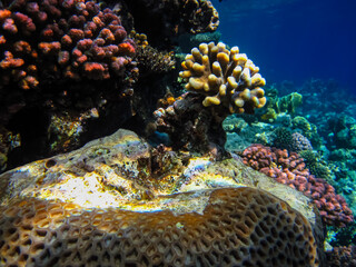 Beautiful corals in the coral reef of the Red Sea