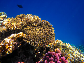 Fototapeta na wymiar Beautiful corals in the coral reef of the Red Sea