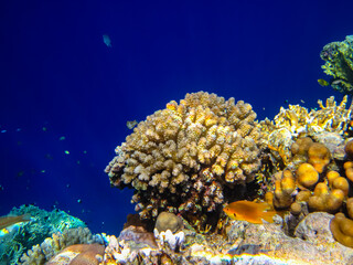 Beautiful corals in the coral reef of the Red Sea