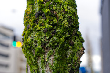 Close-up of tree trunk with bark covered with moss and lichen on a cloudy autumn day a Swiss City...