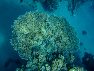 Beautiful corals in the coral reef of the Red Sea