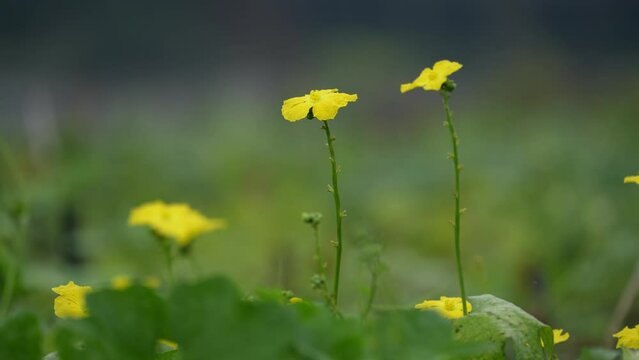 Experience the mesmerizing dance of bumblebees as they delicately collect nectar from gourd flowers. Harmonious interplay between nature's tiny marvels, essential for sustaining our garden ecosystems