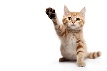 unny cat giving high five, isolated on white