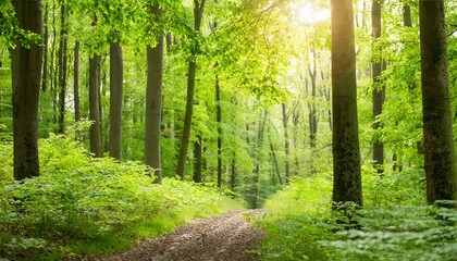 Uplifting forest scene during spring